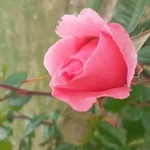 Murielle, babysitter à Cerneux