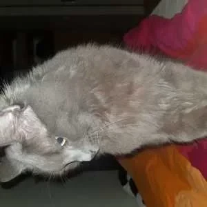 Dario, babysitter à Vanves