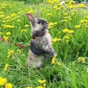 Sibylle, babysitter à Strasbourg