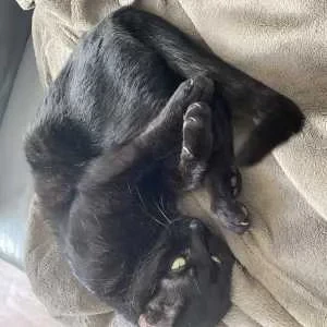 Elena, babysitter à Le Bourget