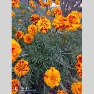 Soraya, babysitter à Villeurbanne