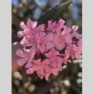 Chahinez, babysitter à Lille