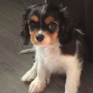 Corentin, babysitter à Ploemeur