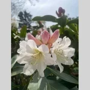 Margarida , babysitter à Le Mee sur Seine