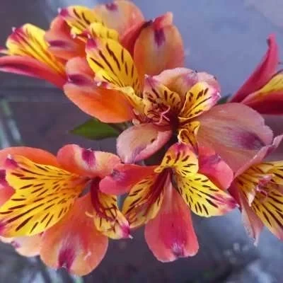 Denise, babysitter à Savigny sur Orge