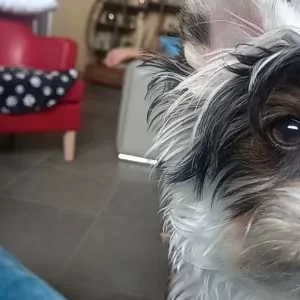 Iliana , babysitter à Essarts en Bocage