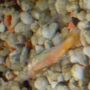 Faustine, babysitter à Guignes