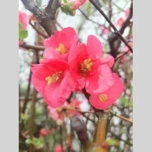 Sandrine, babysitter à Massy