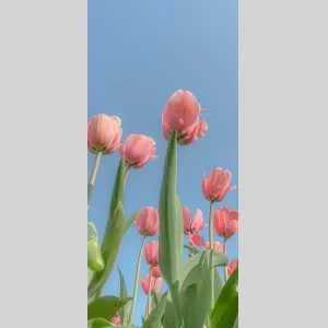 Kheira , babysitter à Thonon les Bains