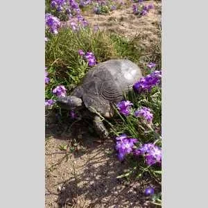 Maé, babysitter à Mietesheim