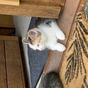 Marina, babysitter à Saint Laurent des Vignes