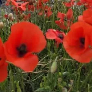 Audrey, babysitter à Saint Raphael