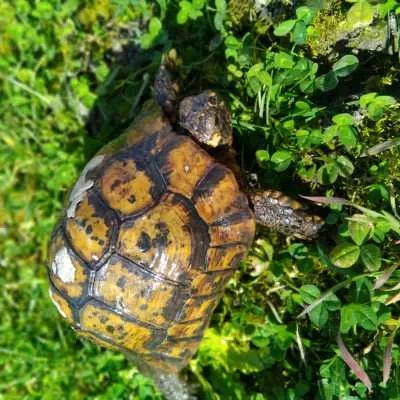 Lia, babysitter à Drancy