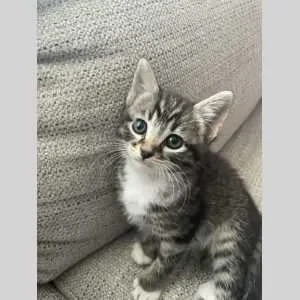 Reya, babysitter à Fougeres