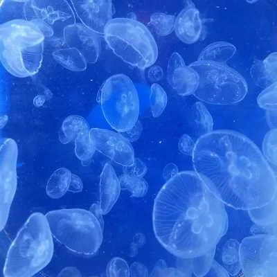 Shirel , babysitter à Castelsarrasin